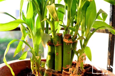 how to transplant bamboo|how to repot a bamboo plant.
